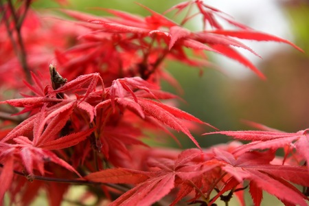 Red leavesの写真素材