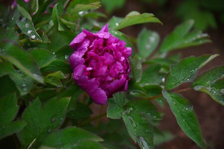 Purple peonyの写真素材