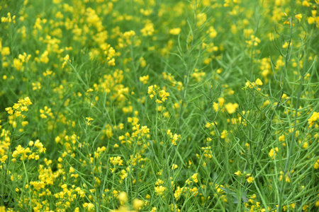 Canola flower