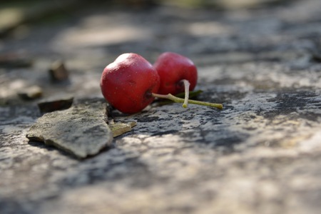 Hawthornの写真素材