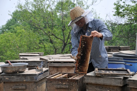 Beekeeper workingのeditorial素材