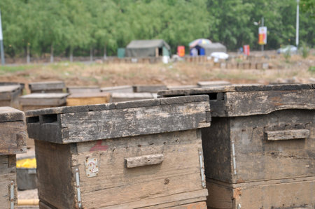 Beehive boxes