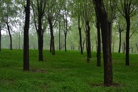 Park Chom