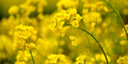 Canola flower fieldの写真素材
