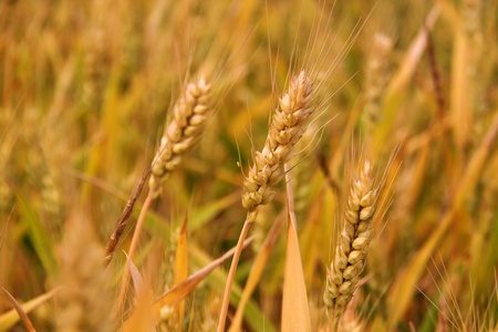 Mature wheatの写真素材