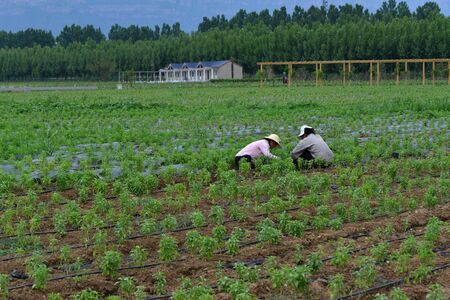 Workers in lavender farmのeditorial素材
