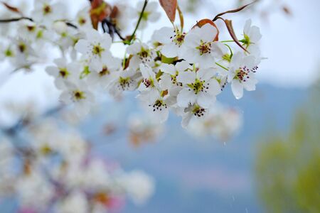 Blossom of pearの写真素材