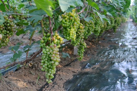 Grape plantationsの写真素材