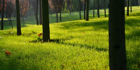 The park environmentの写真素材