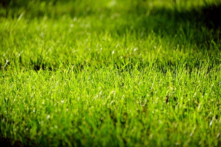 Grassの写真素材