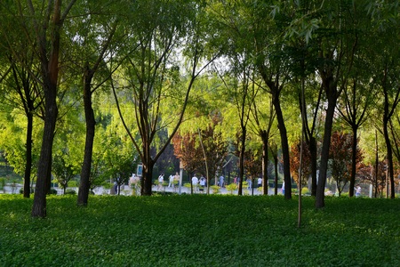 Park vegetationのeditorial素材