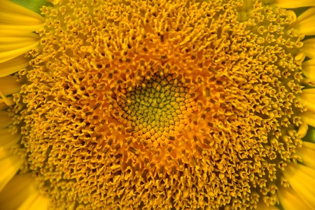 Sunflowerの写真素材