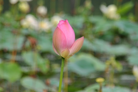 lotus flowerの写真素材