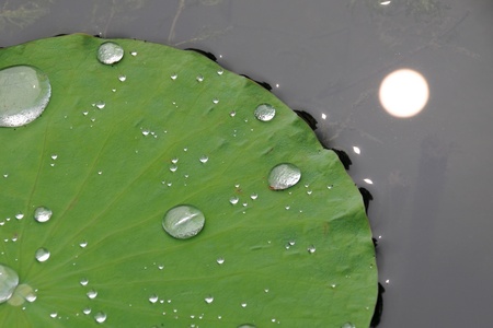 Morning dew on a Lotus Leaf beadsの写真素材