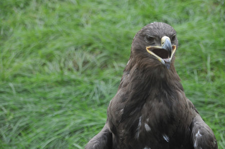 Closeup of eagle