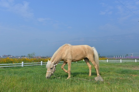 A pasture horse on the lawn の写真素材