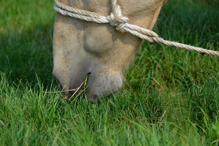 Close up to a horse while eating grassの写真素材