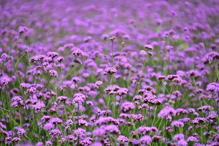 Ornamental flower Lavenderの写真素材