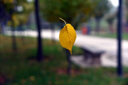 Autumn trees leafの写真素材