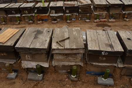 Bee hiveのeditorial素材