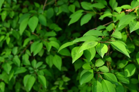 Green leavesの写真素材