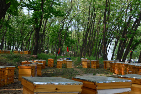 The nature of the hive