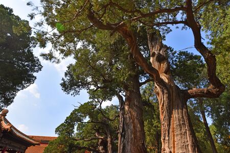 Old trees in the Imperial Palaceのeditorial素材
