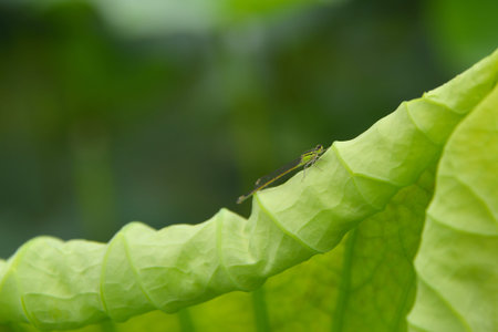 insect on lotus leaf