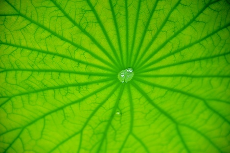 dew dropの写真素材