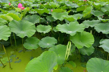 lotus pondの写真素材
