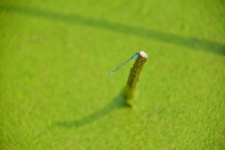 Damselflyの写真素材