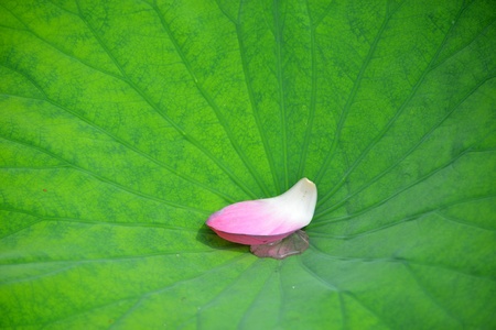 lotus  petalsの写真素材
