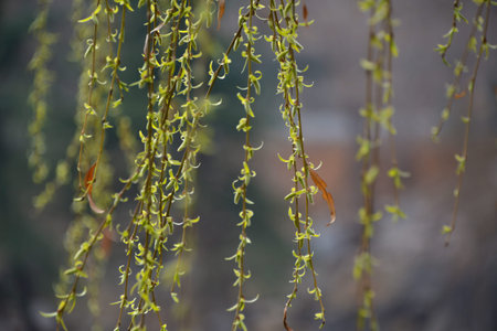 Weeping willow