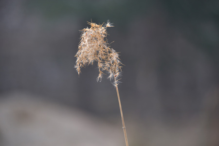 Winter reed flowersの写真素材