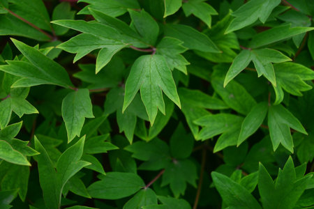 Peony leavesの写真素材