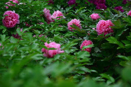 Peonyの写真素材