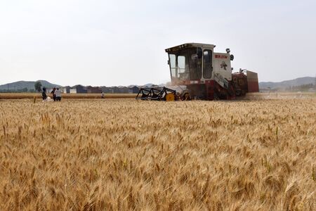 Wheat harvester operationのeditorial素材