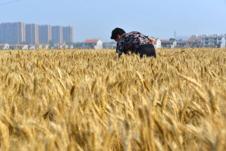 The figure of the farmer in the wheat fieldの写真素材