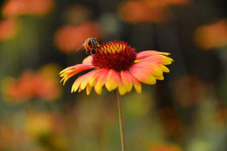 Bee on a flower