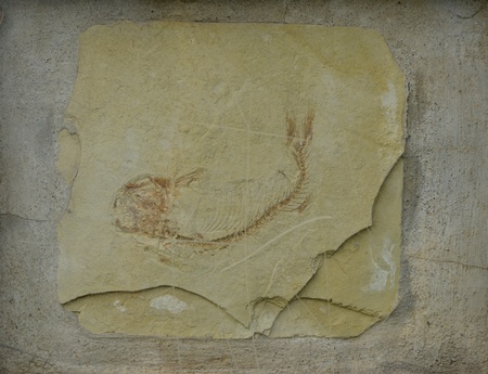 Chinese Lycoptera fossils unearthed in Jilinの写真素材