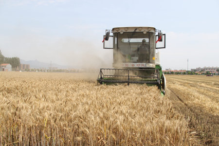 Summer harvest wheat