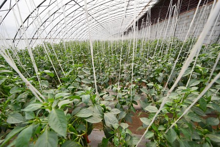 Greenhouse vegetable cultivationのeditorial素材