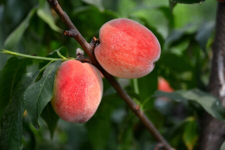 peachesの写真素材