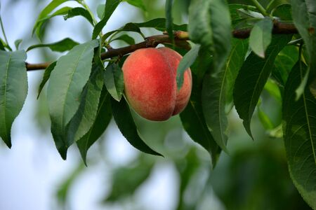 peachの写真素材