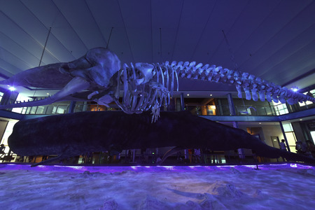 Whale skeleton on display in museumのeditorial素材