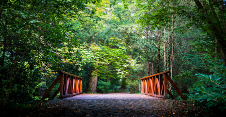 Bridge in the forestの写真素材
