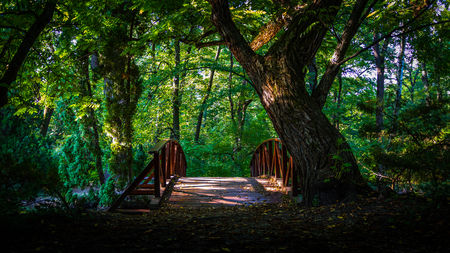 Bridge in the forestの写真素材