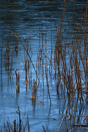 Water and rushes の写真素材