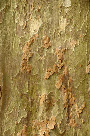 Plane tree bark の写真素材