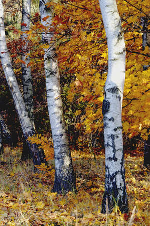 Autumn birch の写真素材